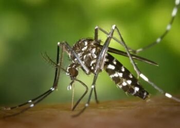 Detectaron un caso de Chikunguya no autóctono en Chaco: “La temporada exige mayores cuidados ante la aparición de síntomas”