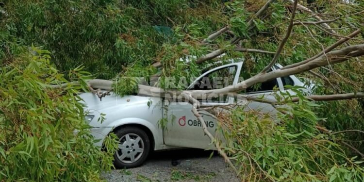 Rafaela: le cayó un árbol sobre el auto y quedó atrapado adentro