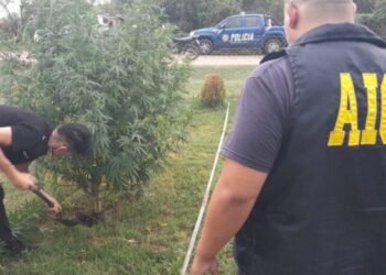 Decomisaron una gran plantación de marihuana en Nelson: algunas plantas superaban los 2 metros