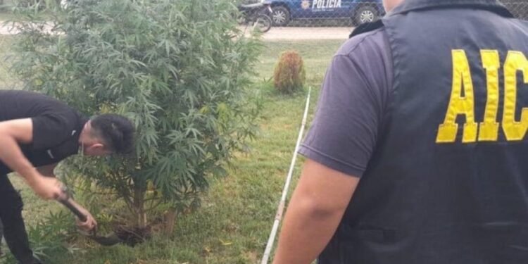 Decomisaron una gran plantación de marihuana en Nelson: algunas plantas superaban los 2 metros