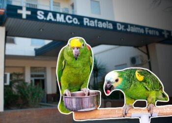 ¿Cómo se encuentran los pacientes internados en Rafaela por la «gripe del loro»?