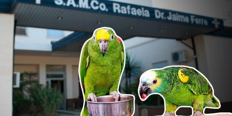 ¿Cómo se encuentran los pacientes internados en Rafaela por la «gripe del loro»?