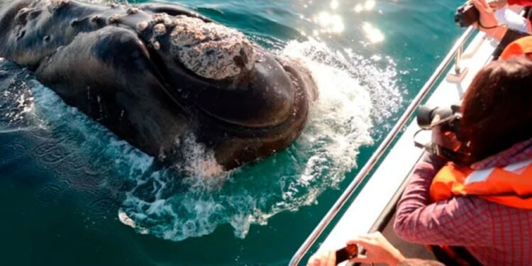 Claves para aprovechar el PreViaje 4: desde cuándo se accederá a los beneficios