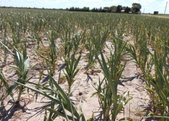 Ofrecen asistencia financiera de $700 millones para productores afectados por la sequía