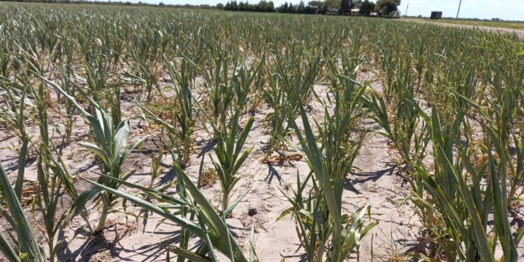 Ofrecen asistencia financiera de $700 millones para productores afectados por la sequía