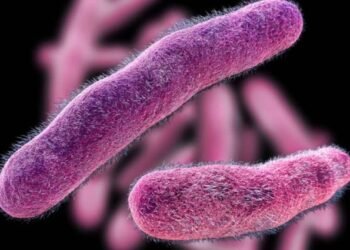 Santa Fe no registra casos de infección por Salmonella o Shigella