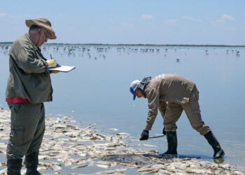 La provincia informó resultado de estudios sobre la mortandad de peces en la laguna del Plata