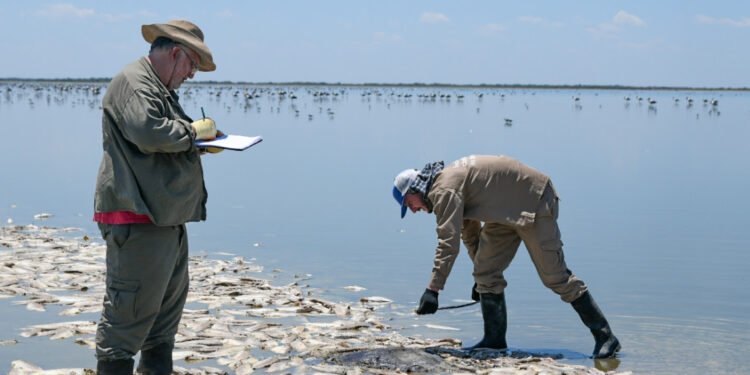 La provincia informó resultado de estudios sobre la mortandad de peces en la laguna del Plata