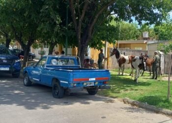 La Fiscalía inició una causa a vecina que tenía sus caballos sueltos