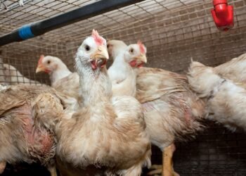Influenza aviar en la provincia: detectan el primer caso en gallinas y patos