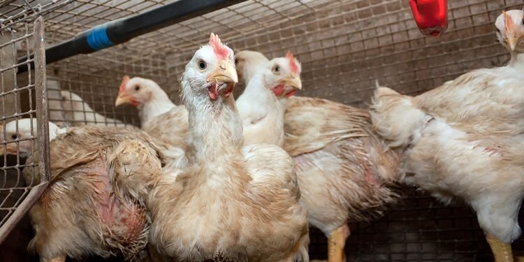 Influenza aviar en la provincia: detectan el primer caso en gallinas y patos
