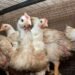 Influenza aviar en la provincia: detectan el primer caso en gallinas y patos