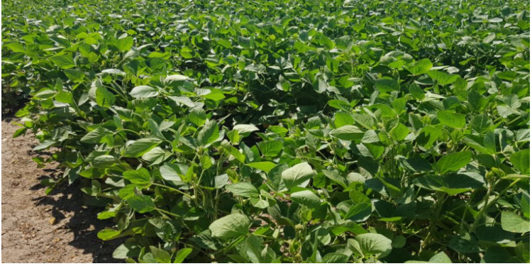 Después de las lluvias, reaccionaron los cultivos de la región