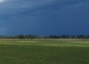 Las lluvias irregulares produjeron reacciones dispares en los cultivos de la región
