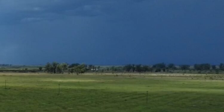 Las lluvias irregulares produjeron reacciones dispares en los cultivos de la región