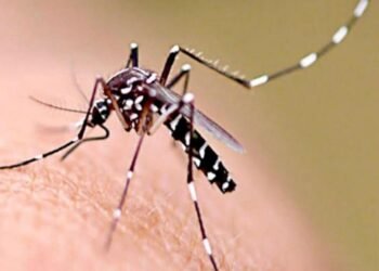 Campaña informativa y preventiva sobre dengue