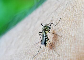 Continúa la campaña informativa y preventiva sobre dengue