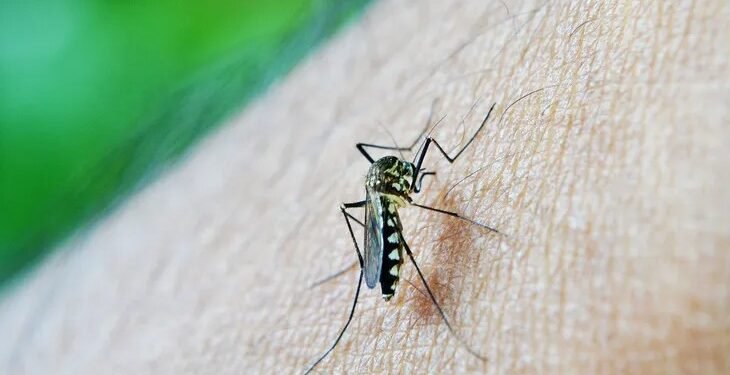 Continúa la campaña informativa y preventiva sobre dengue