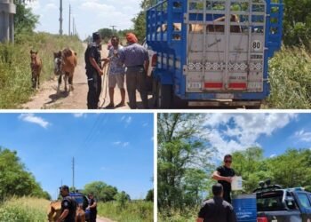 En la región: rescataron a cinco caballos que sufrían maltrato de su dueño