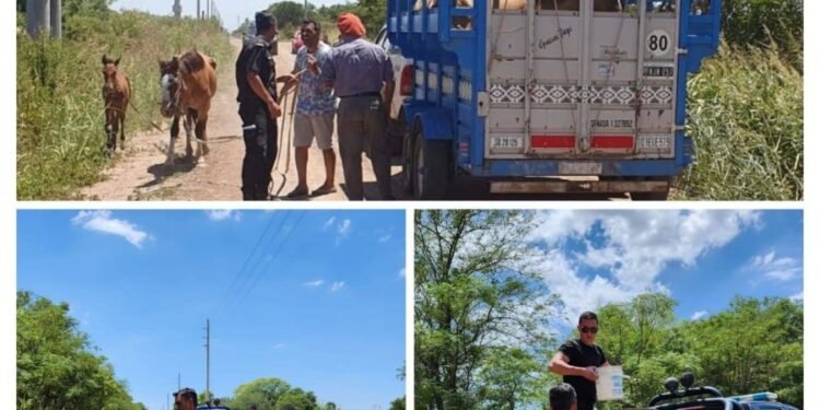 En la región: rescataron a cinco caballos que sufrían maltrato de su dueño