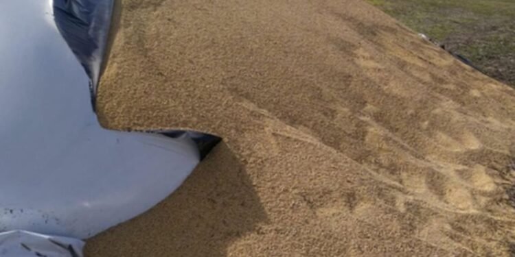 Ataque en un campo: Destrozaron todos los silobolsas