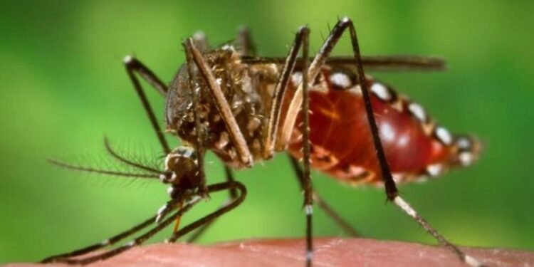 Detectaron el primer caso importado de Chikungunya en Rosario