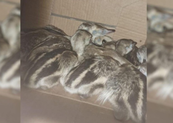 Increíble: vendían por WhatsApp 20 pichones de ñandú en el Sur provincial