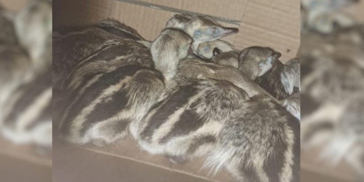 Increíble: vendían por WhatsApp 20 pichones de ñandú en el Sur provincial