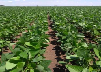 Los cultivos de la cosecha gruesa presentaron distintas realidades en la región