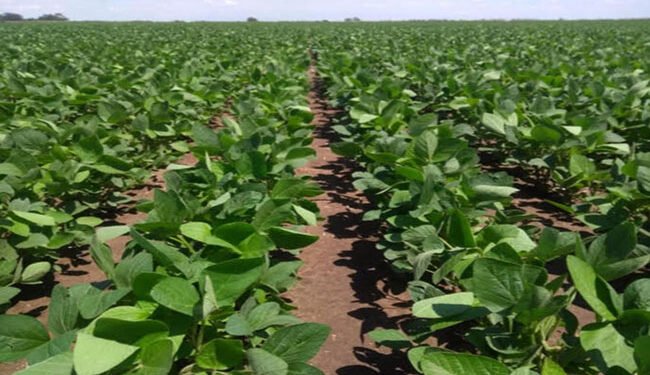 Los cultivos de la cosecha gruesa presentaron distintas realidades en la región