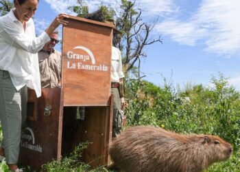 Acciones por la naturaleza: liberaron a animales silvestres