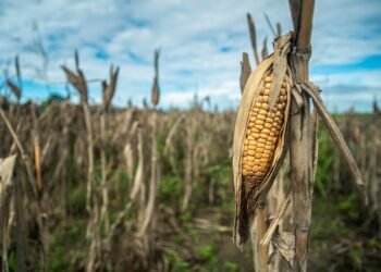 Fuerte impacto de la sequía Menos soja y maíz