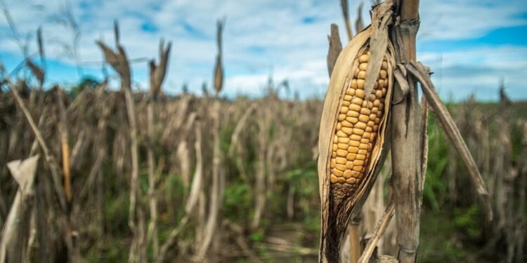Fuerte impacto de la sequía Menos soja y maíz