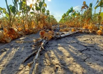 Expoagro Nación destinará $ 28 mil millones adicionales para la agroindustria