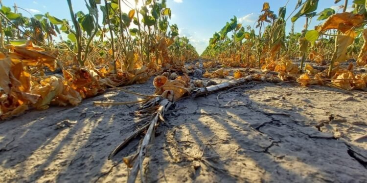 Expoagro Nación destinará $ 28 mil millones adicionales para la agroindustria