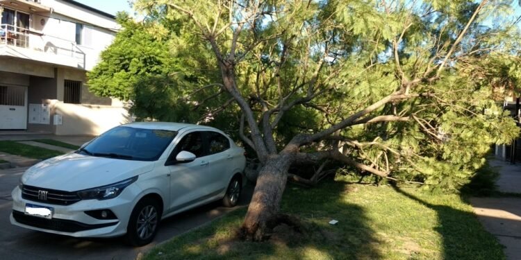 Cayó un árbol y «afeitó» a un automóvil