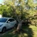 Cayó un árbol y «afeitó» a un automóvil