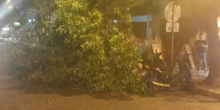 Caen ramas grandes de árboles y lo atribuyen al calor
