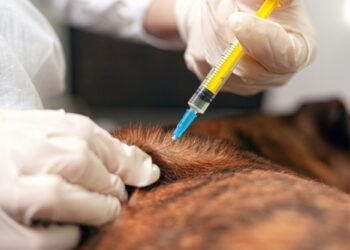 Detectan rabia en un murciélago en el barrio Villa del Parque