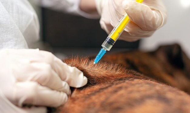 Detectan rabia en un murciélago en el barrio Villa del Parque