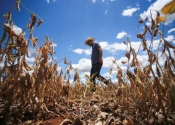 Los altos precios de la soja no compensarán las pérdidas por la sequía de este año y bajarán fuerte en 2024