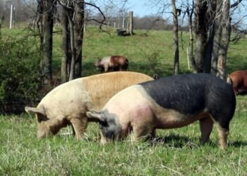 Delito rural: fueron por los cerdos