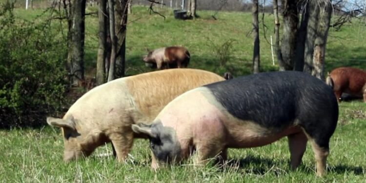 Delito rural: fueron por los cerdos