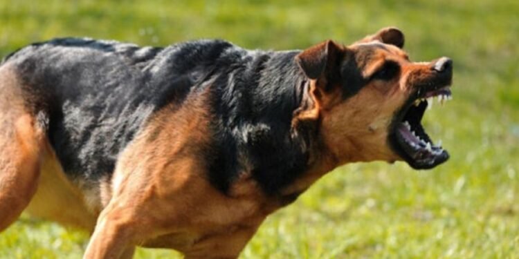 Niñera heroína, mordida por un perro