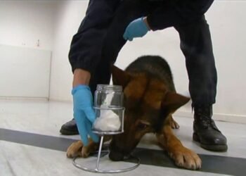 Proponen la formación de Caninos Forenses para la detección de drogas, armas y dinero