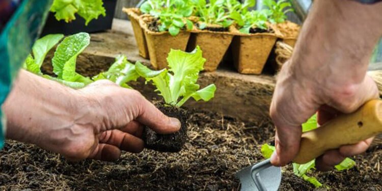 Se hará un taller de huerta en el club Independiente