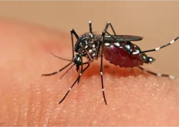La ANMAT aprobó la vacuna contra el dengue
