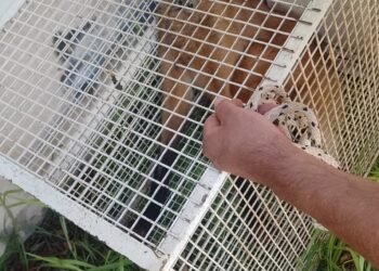 Insólito: encontraron un aguará guazú cerca de la cancha de Atlético