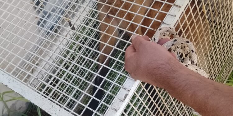 Insólito: encontraron un aguará guazú cerca de la cancha de Atlético