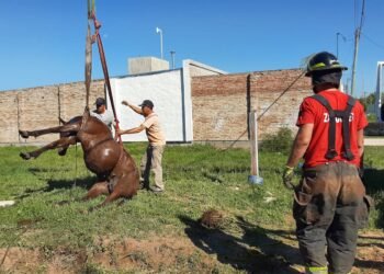 Con una grúa tuvieron que rescatar a un caballo caído en un pozo